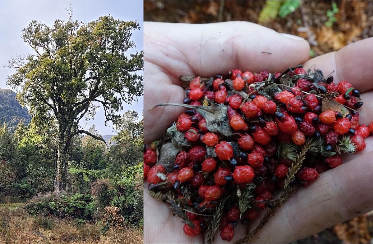 A split image with the left side showing a Rimu tree, and the right side showing hand holding the small red fruits of the tree.