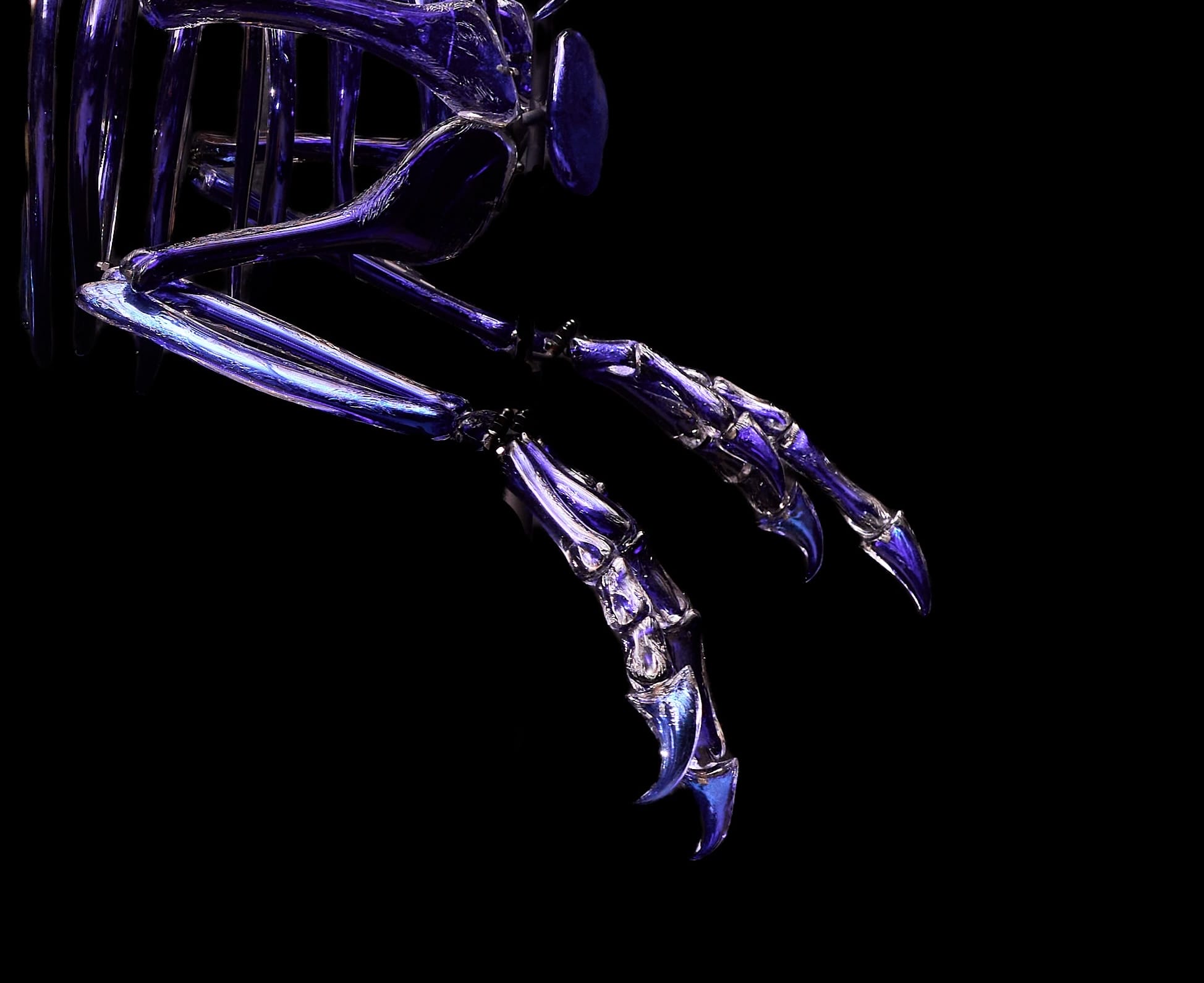 A detail of the front arms of a life-size Dakotaraptor dinosaur skeleton made from blue glass