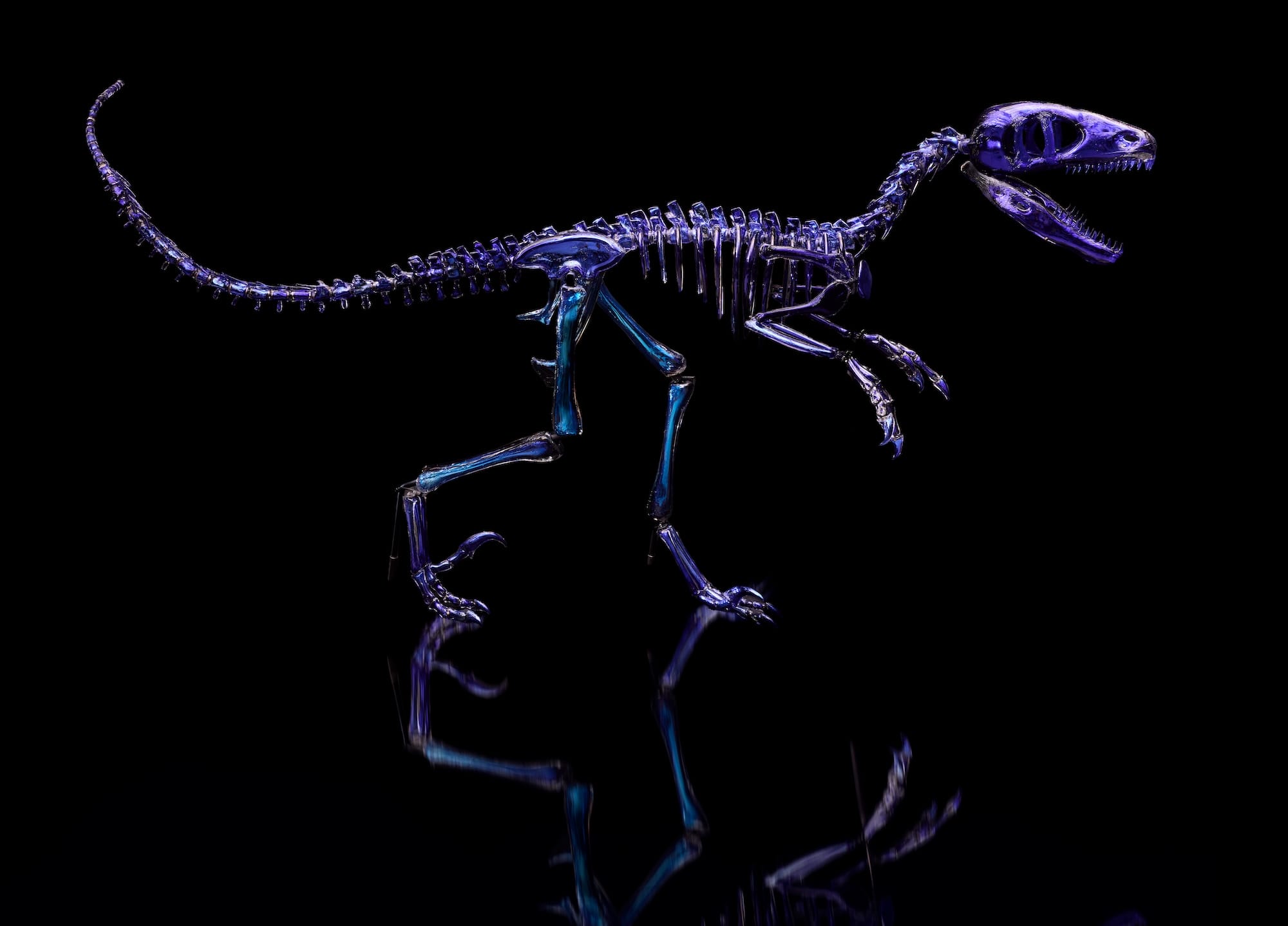 A life-size Dakotaraptor dinosaur skeleton made from blue glass