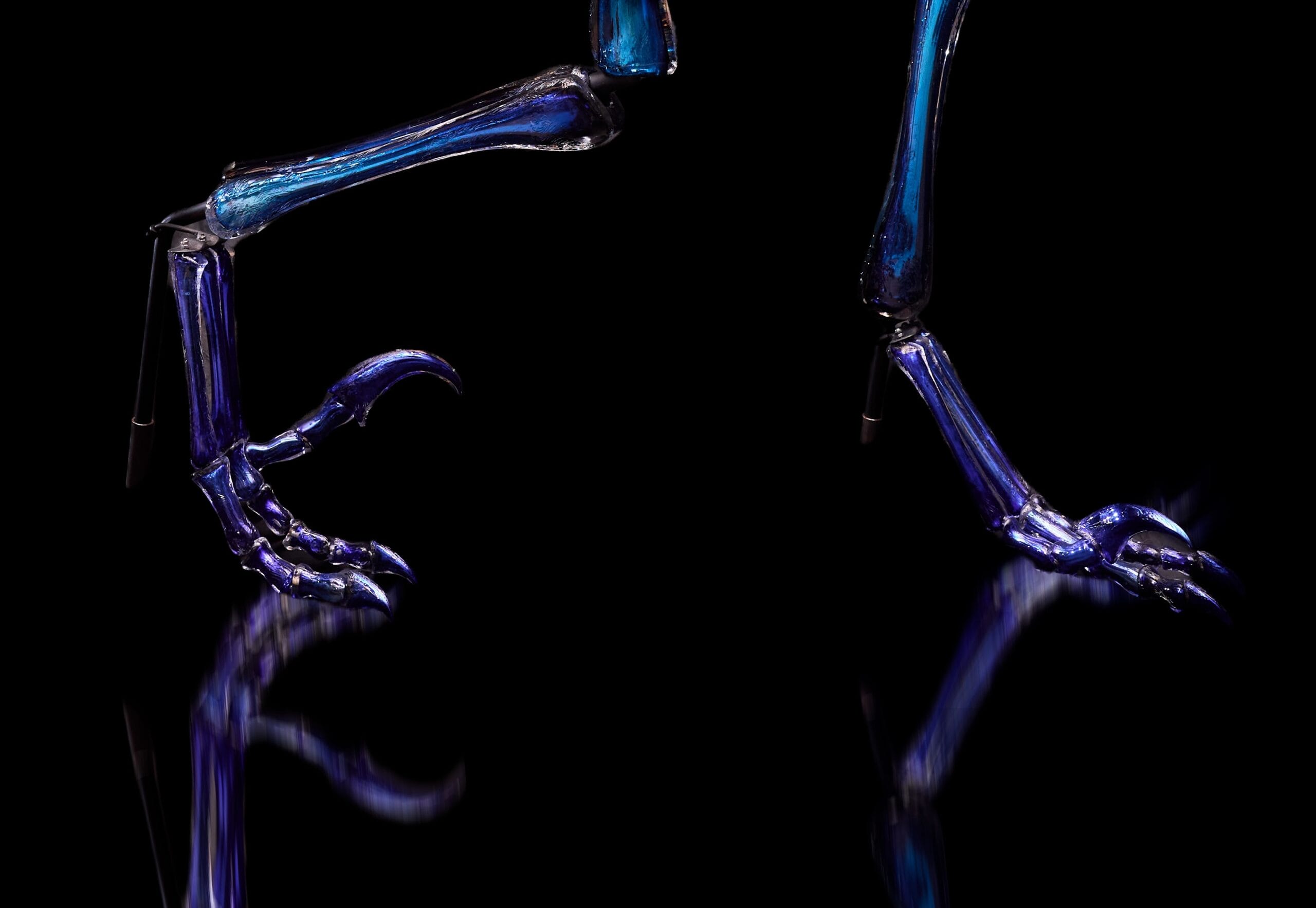 A detail of the feet of a life-size Dakotaraptor dinosaur skeleton made from blue glass