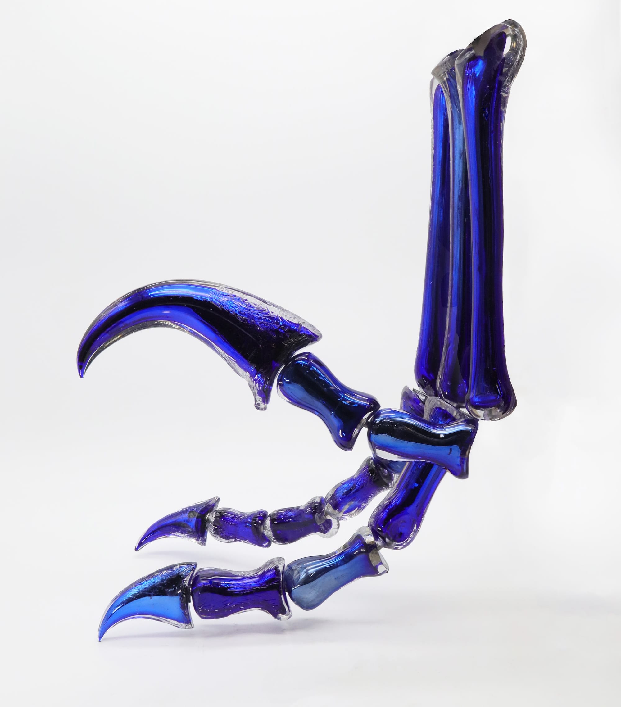 A detail of a foot of a life-size Dakotaraptor dinosaur skeleton made from blue glass