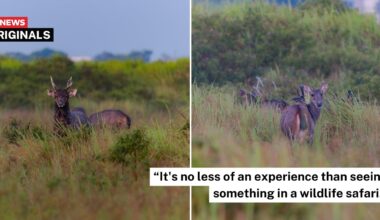 S'pore photographer delighted by morning sambar deer sighting