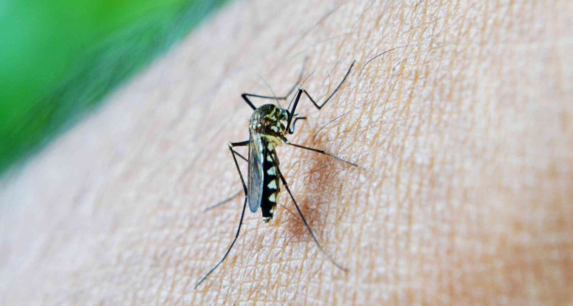 A clue in the skin could change the future of dengue vaccines