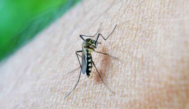 A clue in the skin could change the future of dengue vaccines