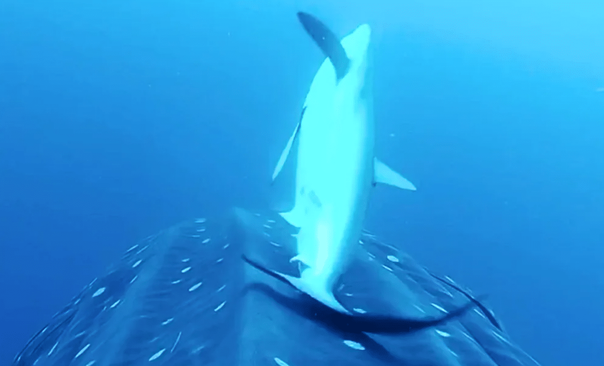 Divers Spot A Giant Ocean Creature Surrounded By An Entire Ecosystem