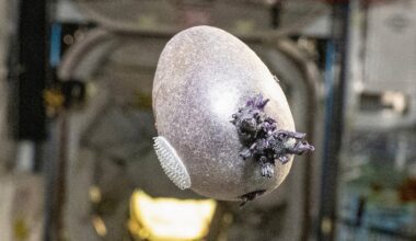 A purple potato on the International Space Station, photographed by NASA astronaut Don Pettit. Credit: NASA