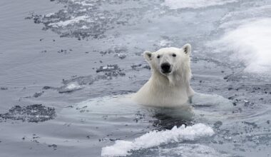 Seals Risk Polar Bear Encounters for Diverse Diets Amid Climate Change, UBC Study Reveals