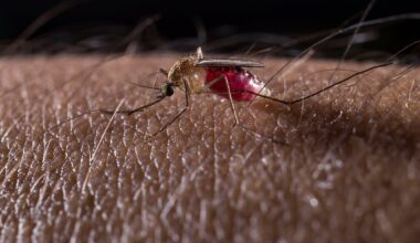 A New Challenge in Malaria Control