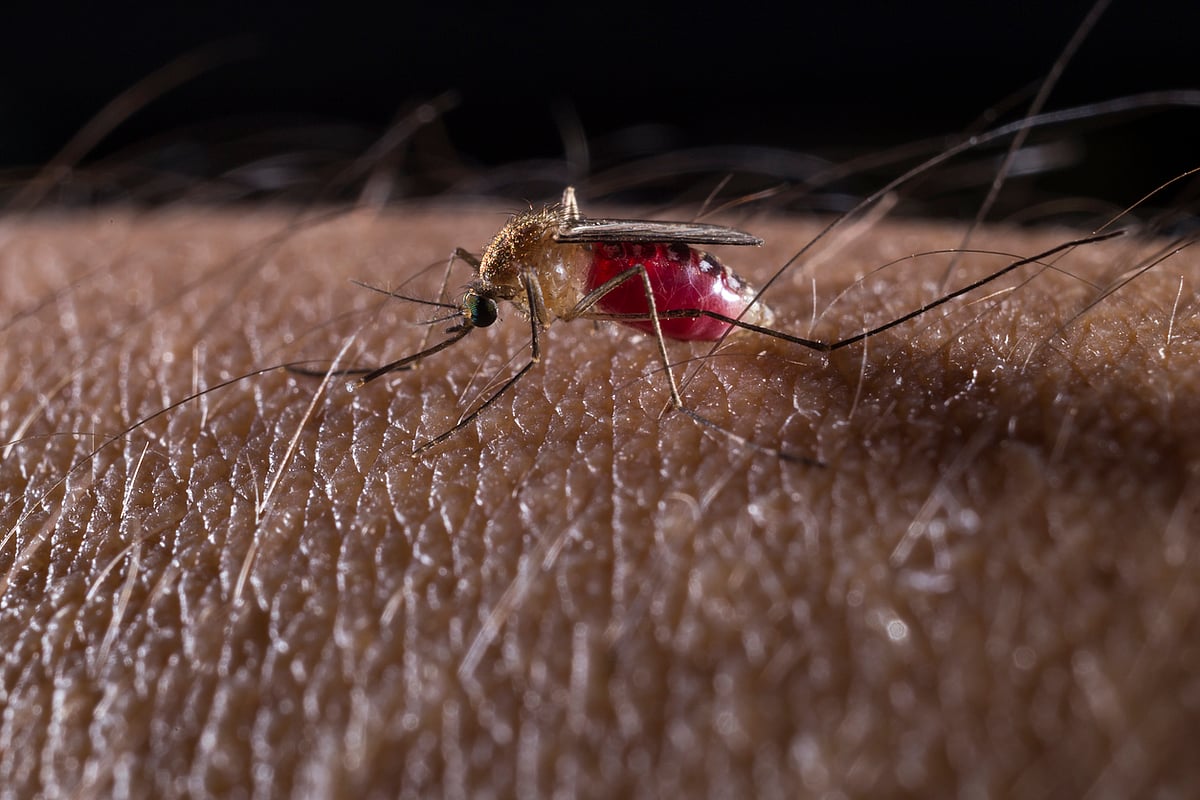 A New Challenge in Malaria Control