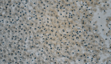 Drone Technology Uncovers A Hidden World Of Over 40,000 Creatures Nesting In The Amazon