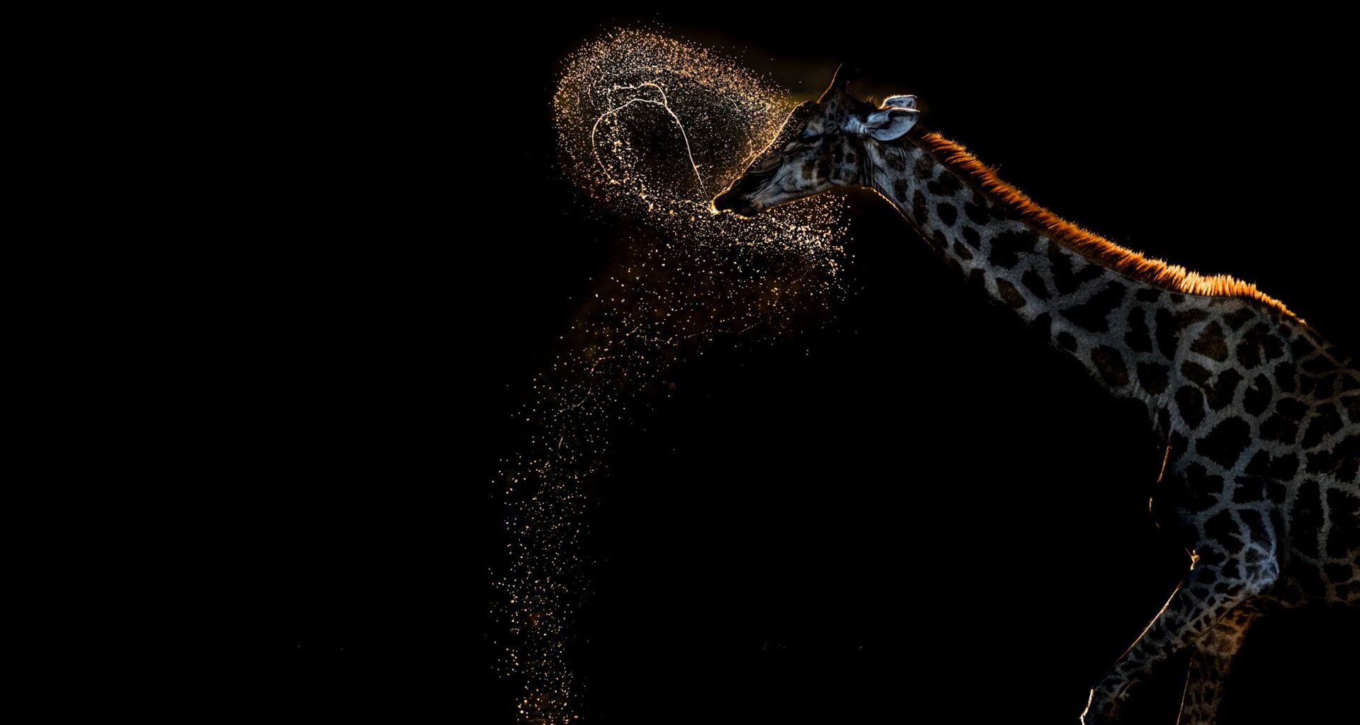 Shot at 1/1000 sec, "rare and fleeting animal behaviour, made unforgettable by the setting sun" scoops Gold in photo competition