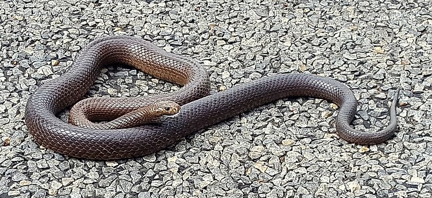 Dugite snake (Credit: Happytrails86, CC BY-SA 4.0 <https://creativecommons.org/licenses/by-sa/4.0>, via Wikimedia Commons)