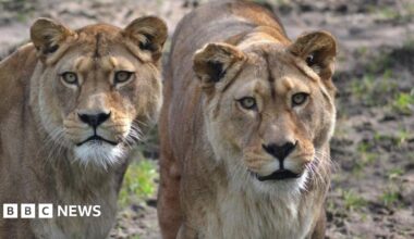 Two female barbary lions are standing close to each other. Some grass is growing sparsely in soil.