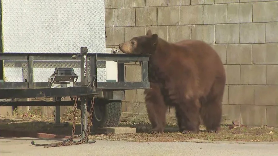 Black bear walking through a Monrovia neighborhood near a wildlife trap while KTLA reporter Erin Myers reports live nearby during coverage of a bear encounter involving a woman and her dog.