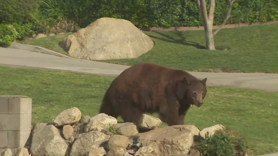 Black bear walking through a Monrovia neighborhood near a wildlife trap while KTLA reporter Erin Myers reports live nearby during coverage of a bear encounter involving a woman and her dog.