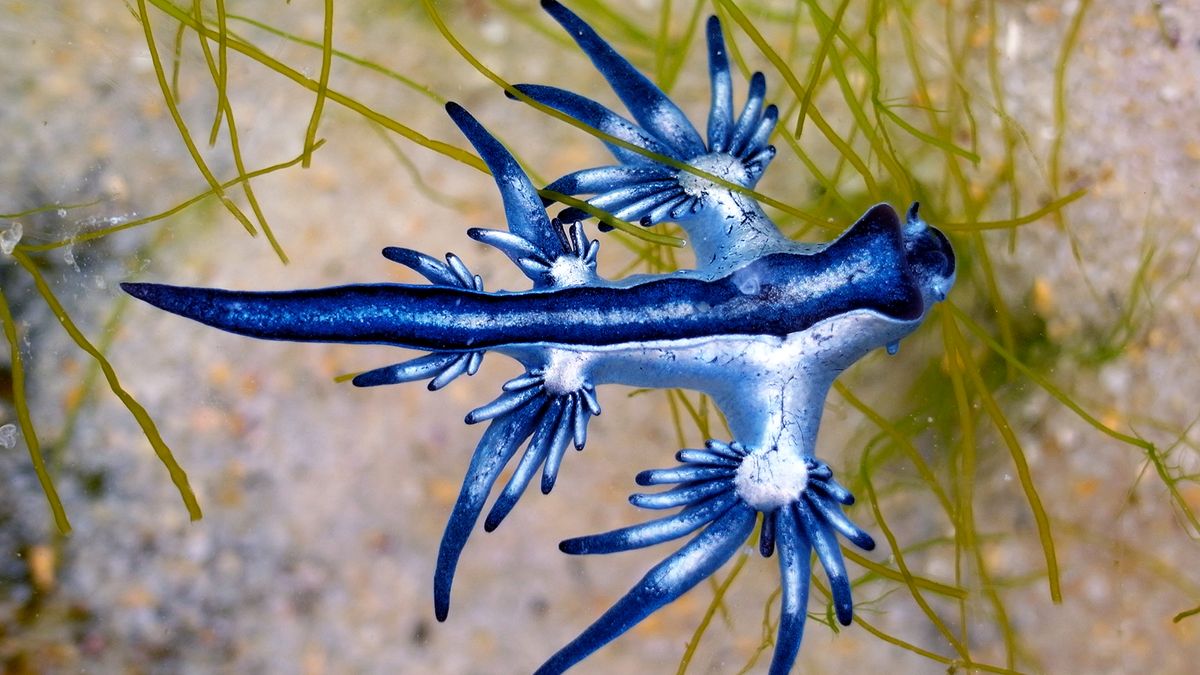The Blue Dragon Sea Slug Eats Venomous Prey and Saves the Stingers for Later