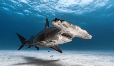 10 Rare Sharks Lurking in the Deep Blue