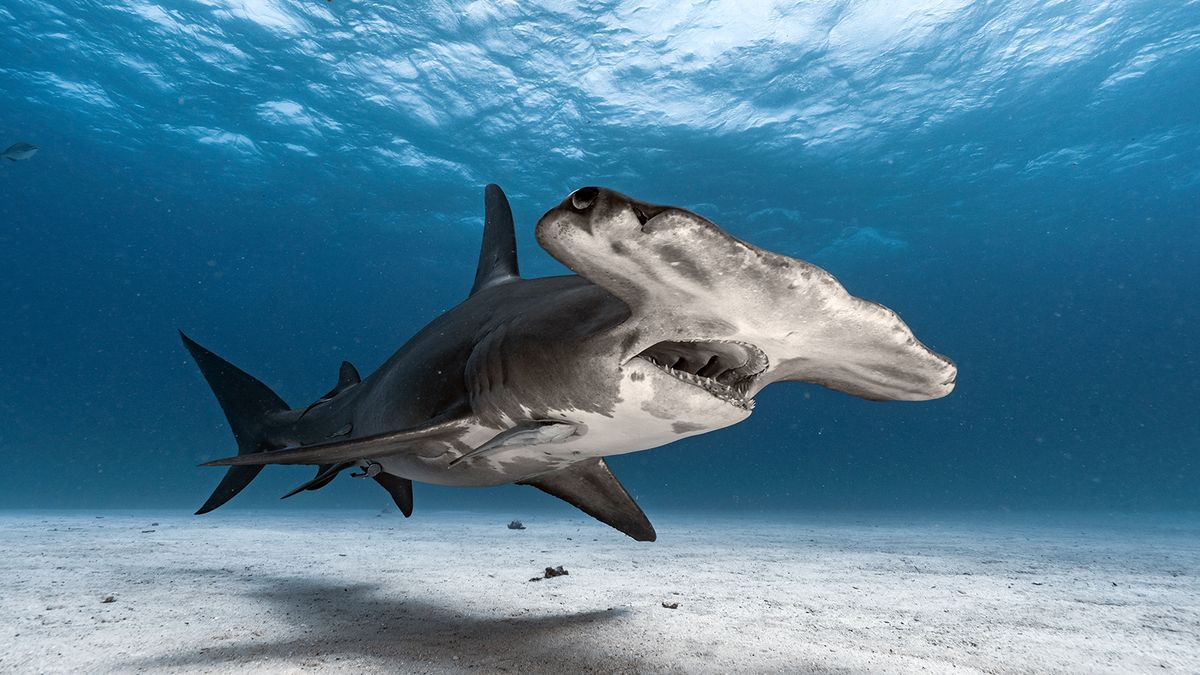 10 Rare Sharks Lurking in the Deep Blue