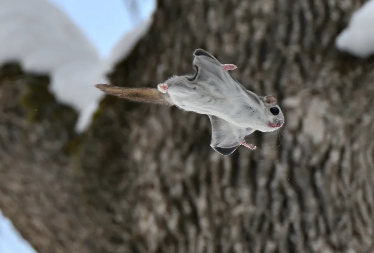A squirrel flying with wings outstreched