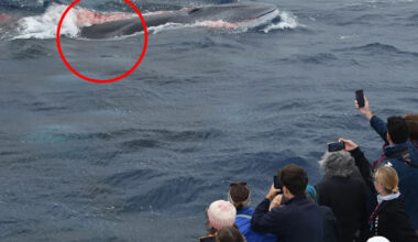 Boat full of tourists witness 'momentous' scene just 6km off Aussie coastline: 'Never seen'