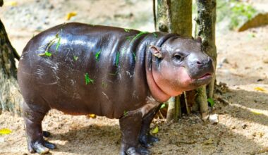 The Look a Baby Pygmy Hippo Gives the Caretaker When She Bothers Him While He’s Snacking Is Priceless