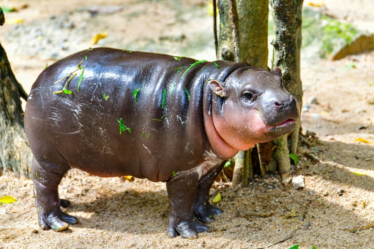 The Look a Baby Pygmy Hippo Gives the Caretaker When She Bothers Him While He’s Snacking Is Priceless