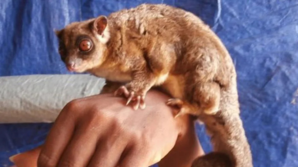 A brown furred possum with bulging eyes sits on someone's hand
