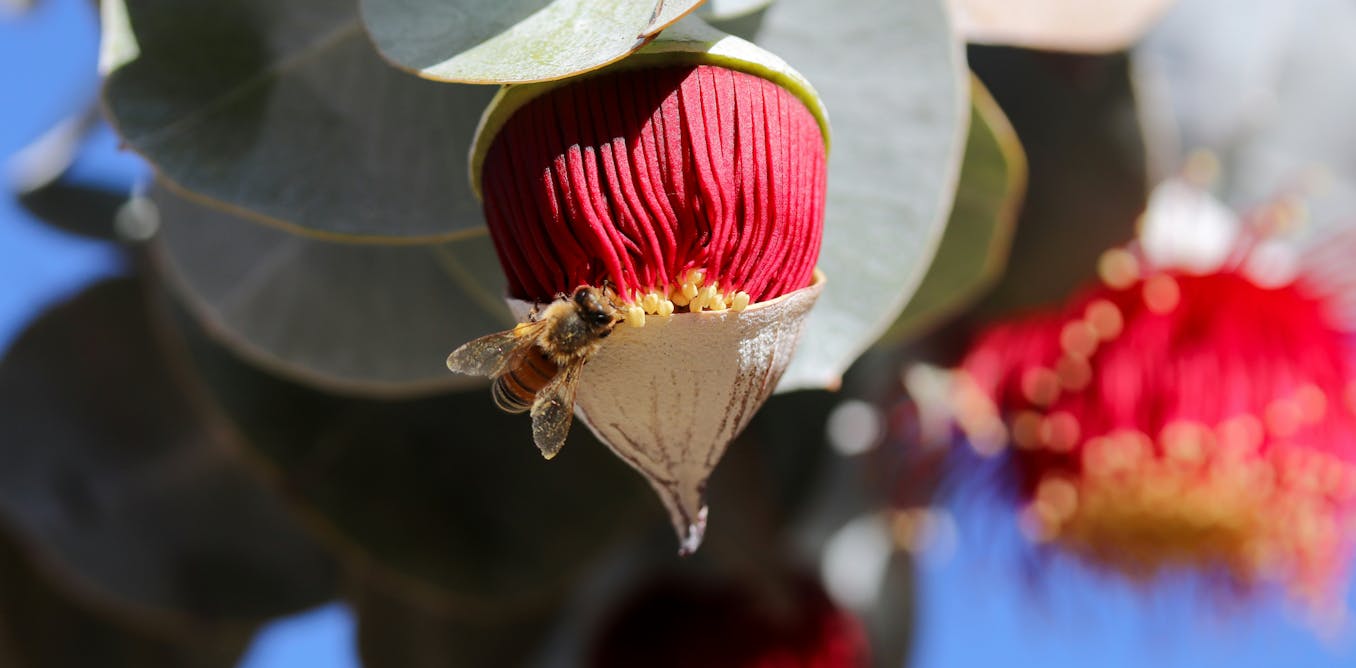Honey from Australian wildflowers has potent power to kill bacteria