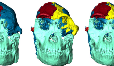 A new face for ‘Little Foot’, the most complete Australopithecus skeleton to date