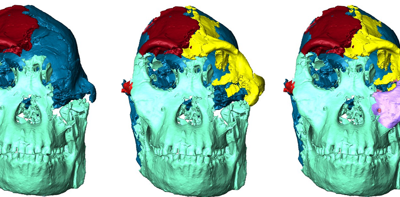 A new face for ‘Little Foot’, the most complete Australopithecus skeleton to date