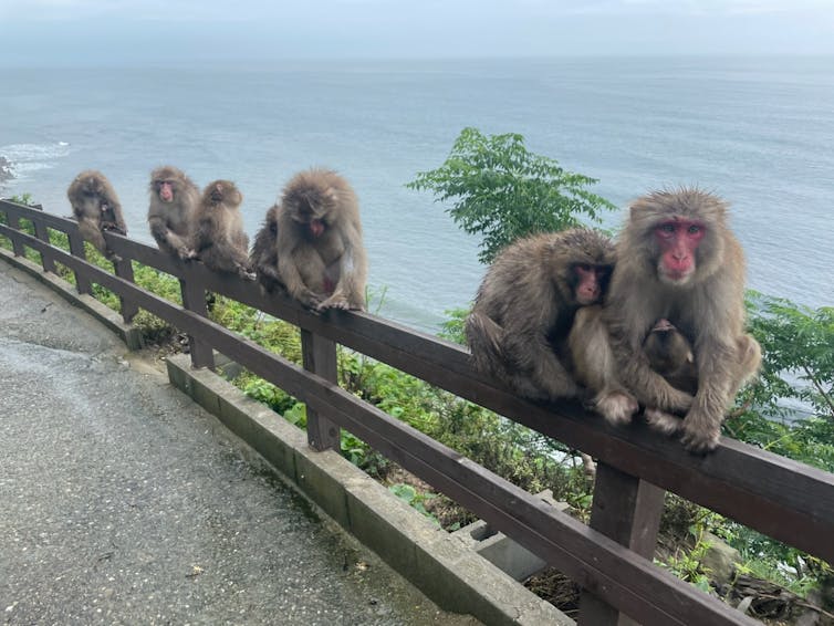 Japanese macaques resting on a fence at the Awajishima Monkey Center with the ocean in the background