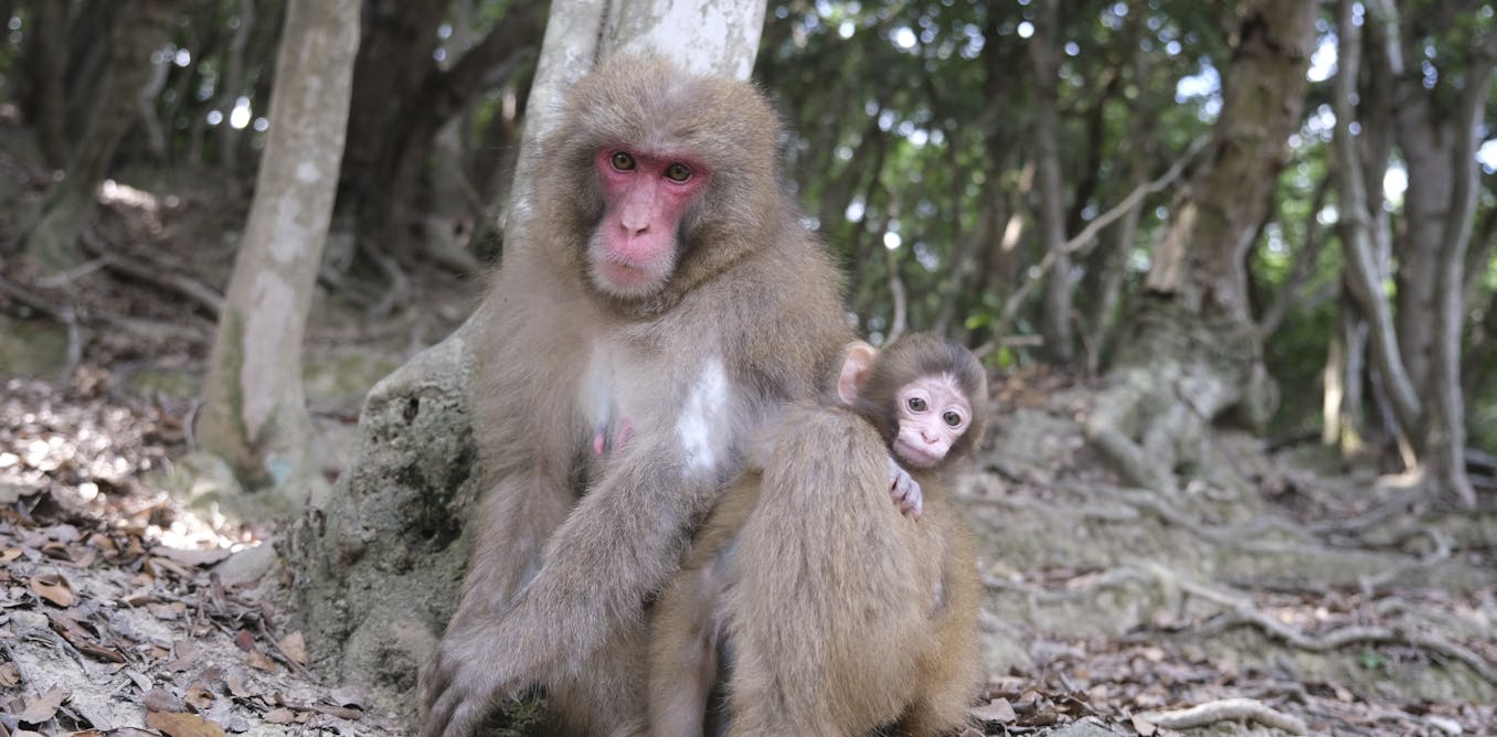 Wild macaques don’t abandon babies. So why did Punch’s mother?