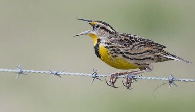 Bird losses are accelerating across North America, particularly in farming regions where agriculture is most intensive