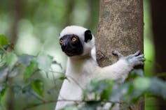 A white medium sized lemur with a black face clings onto a tree in a Madagascar national park.