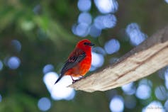 A red bird with a black and red wing sitting in a tree - this bird is a popular bird in Madagascar