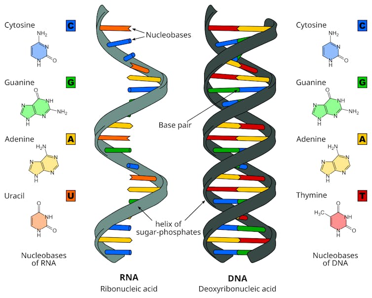 Spiral ladders with colorful rungs, and diagrammatic molecules.