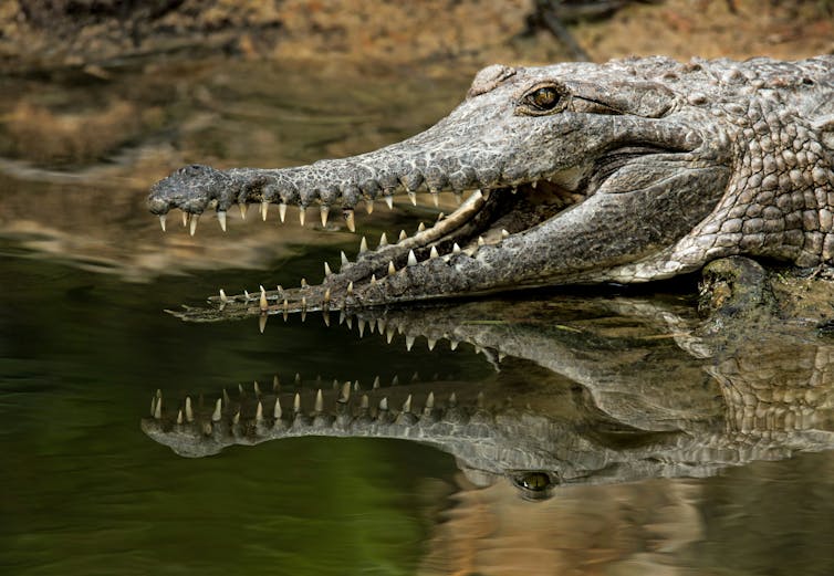 A freshwater crocodile with a long, slender snout on the edge of a body of water.