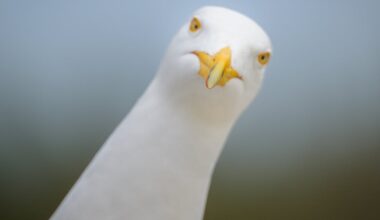 Why drawing eyes on food packaging could stop seagulls stealing your chips
