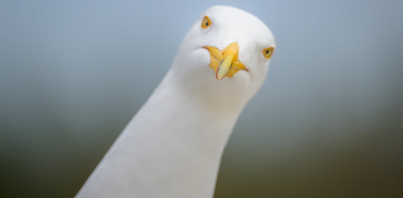 Why drawing eyes on food packaging could stop seagulls stealing your chips