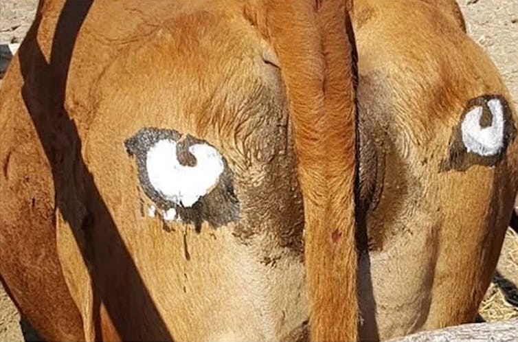 Eyes painted on the rear of a cow in Botswana.