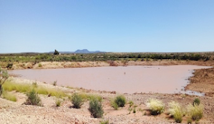 A rural dam of brown, muddy water, about the size of half a soccer field and not very deep looking.