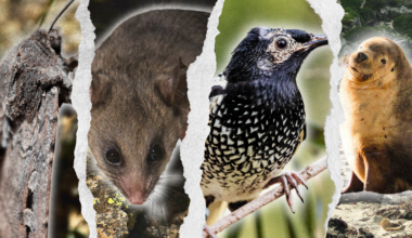 Australia claims it is ‘on track’ to save nature. We disagree