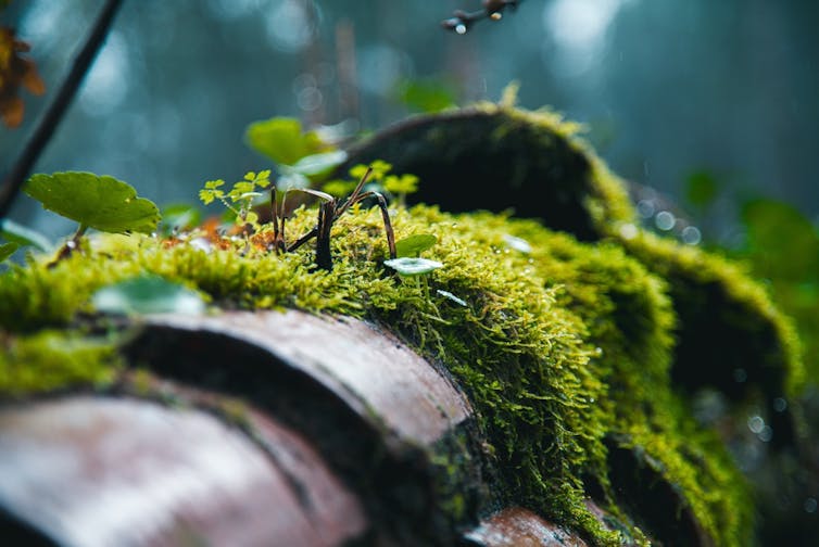 Moss growing on an old pipe.