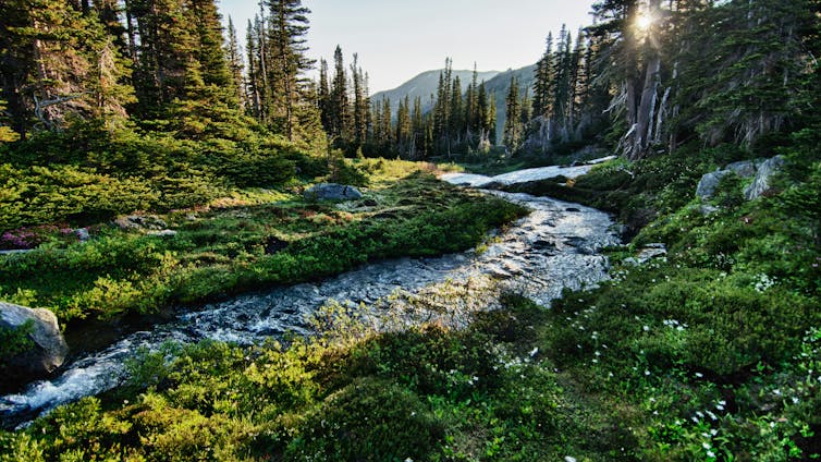 a stream flowing through a forest