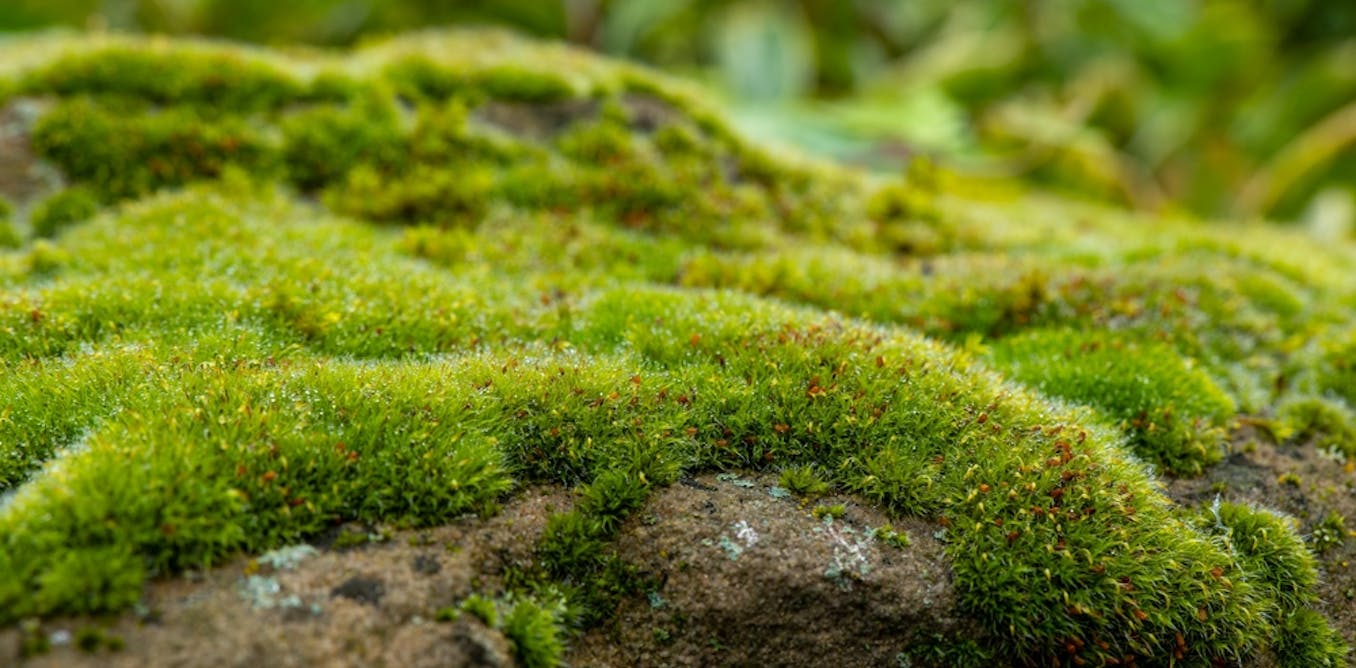 How moss could help roads cope with heavy rain and reduce air pollution