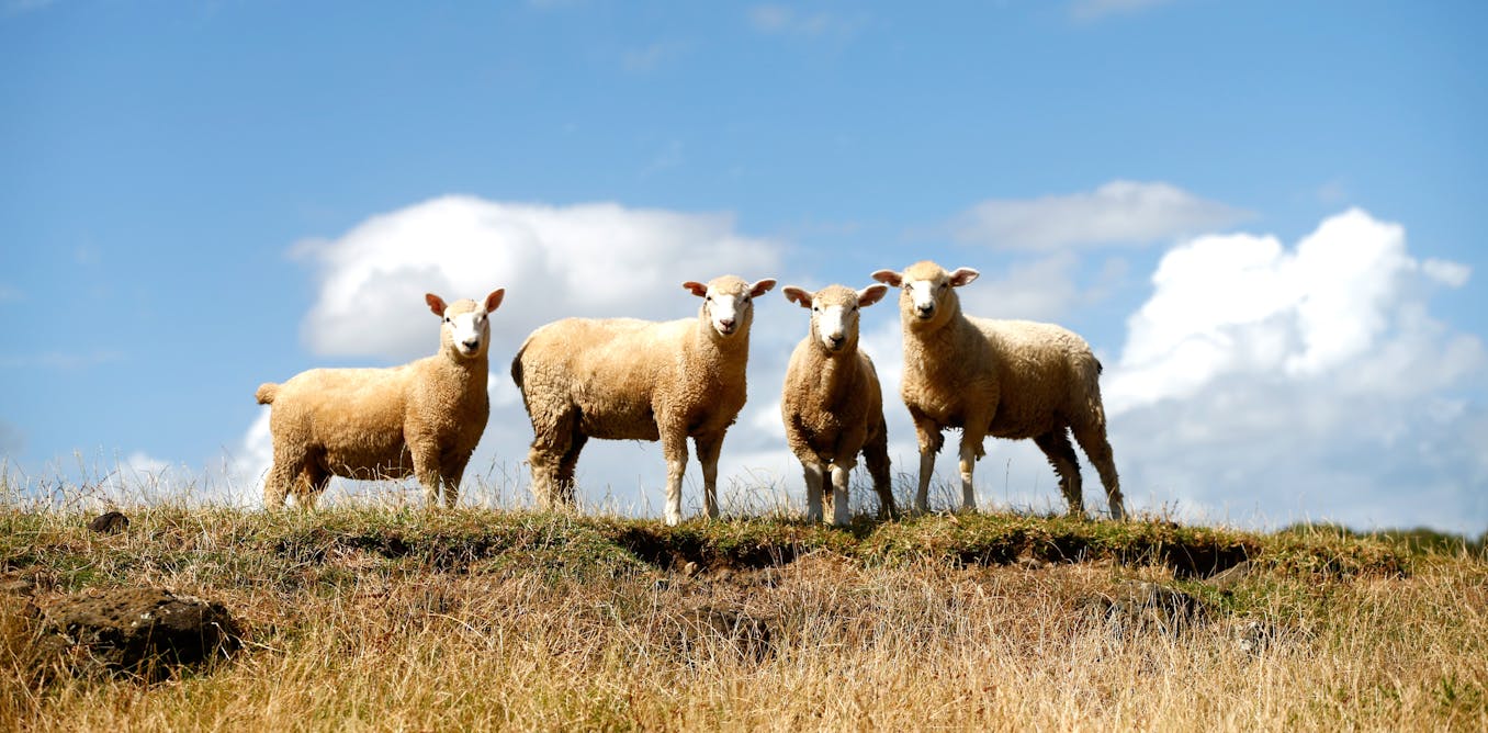 What the coming El Niño climate pattern means for NZ in a warming world