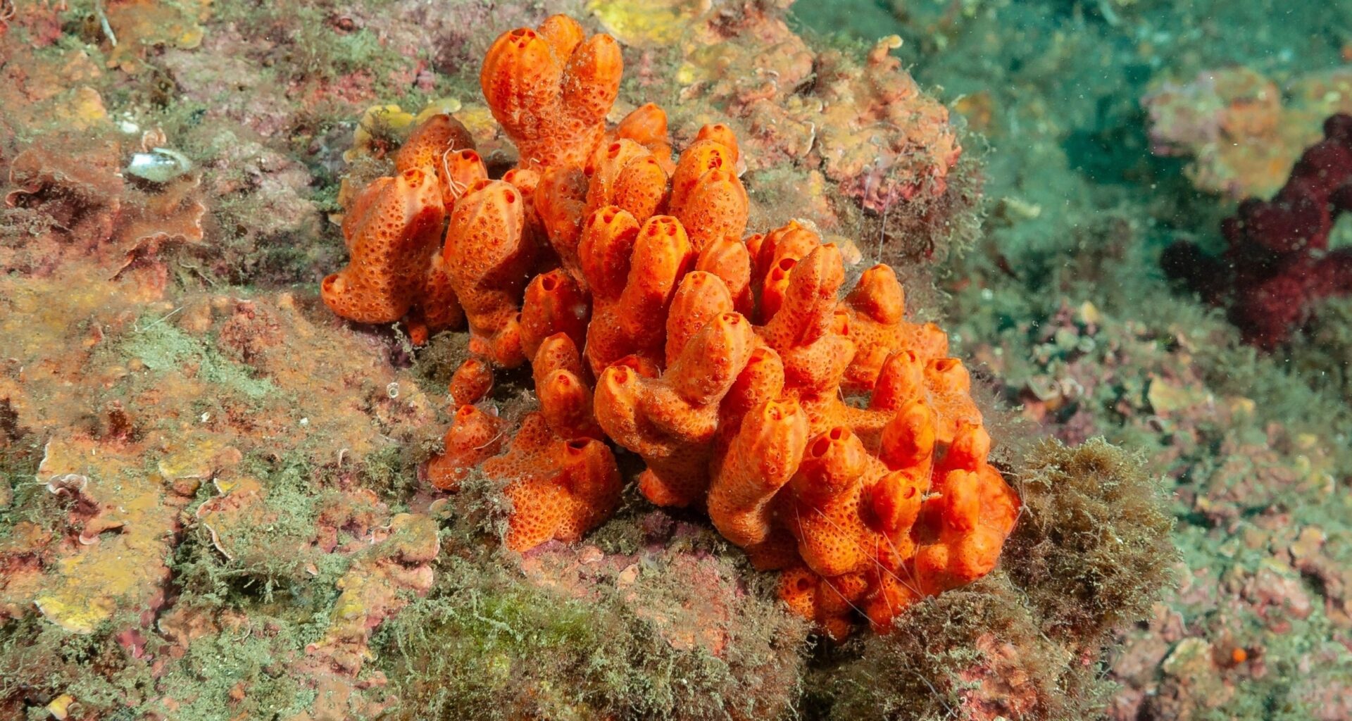 Evolutionary mystery solved: Earth’s first animals had no skeletons