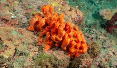 Evolutionary mystery solved: Earth’s first animals had no skeletons