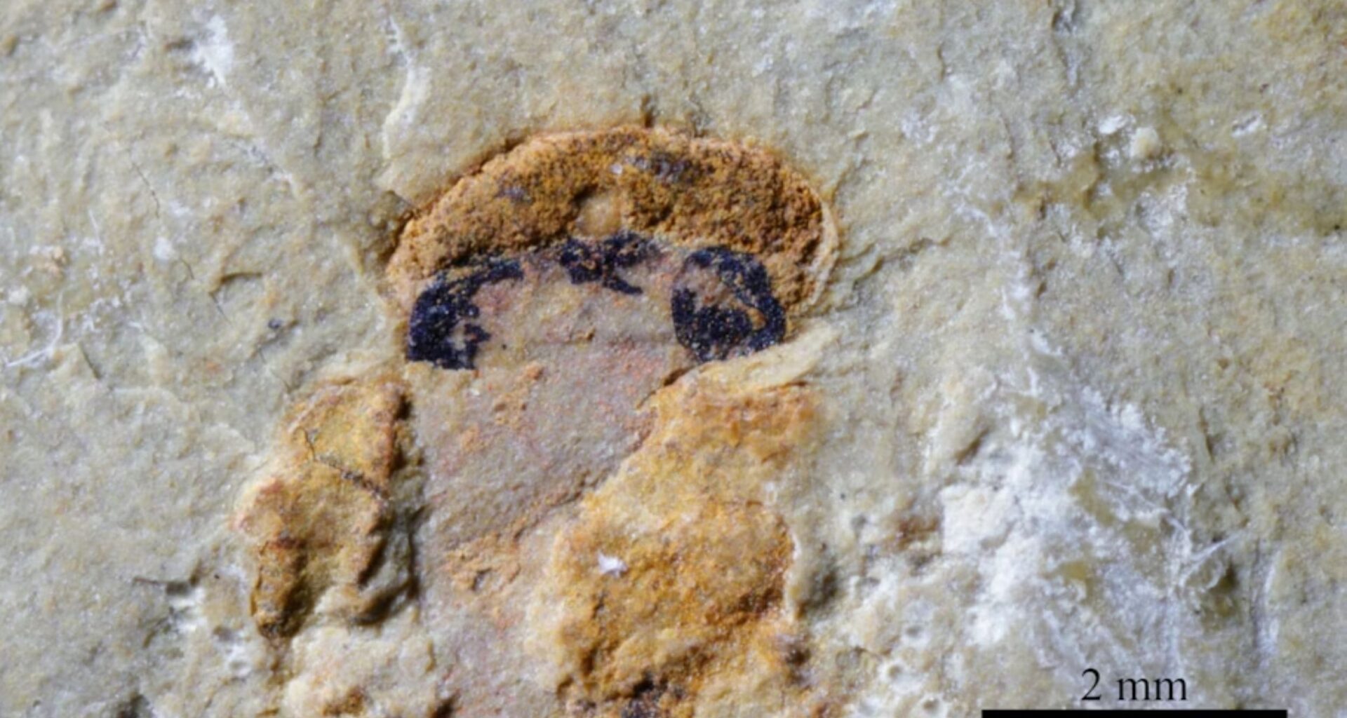 Fossil shows early vertebrates had four eyes