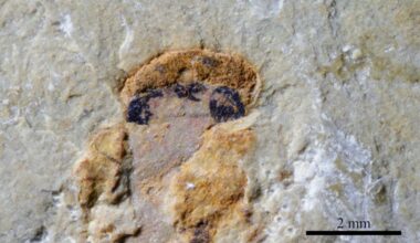 Fossil shows early vertebrates had four eyes